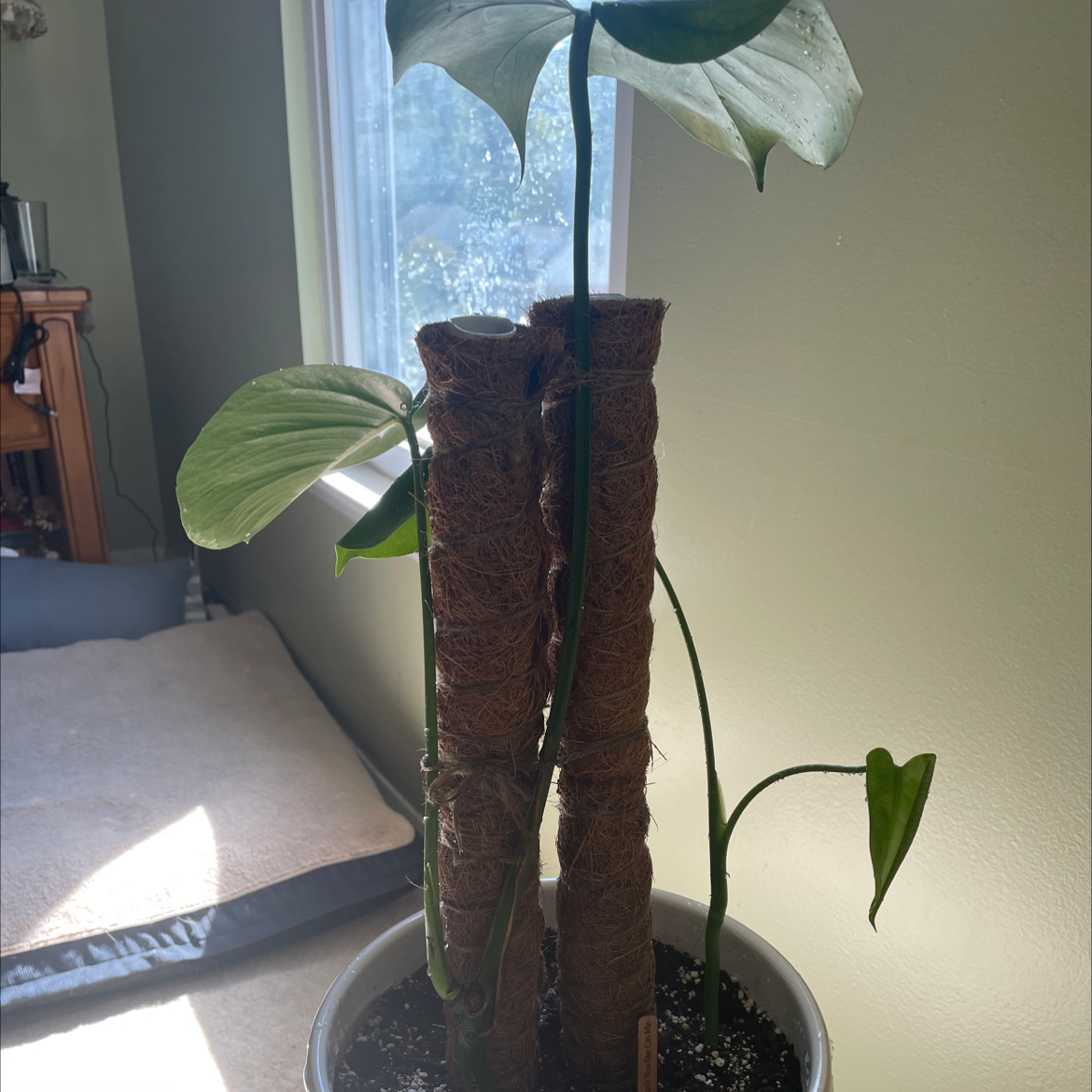 Monstera plant photo by @cstasko1982 named Monstera on Greg, the plant care app.