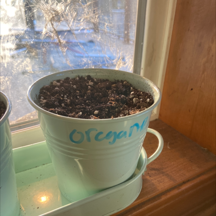 A healthy potted oregano plant on a windowsill, growing in a blue ceramic pot labeled 'oregano'.