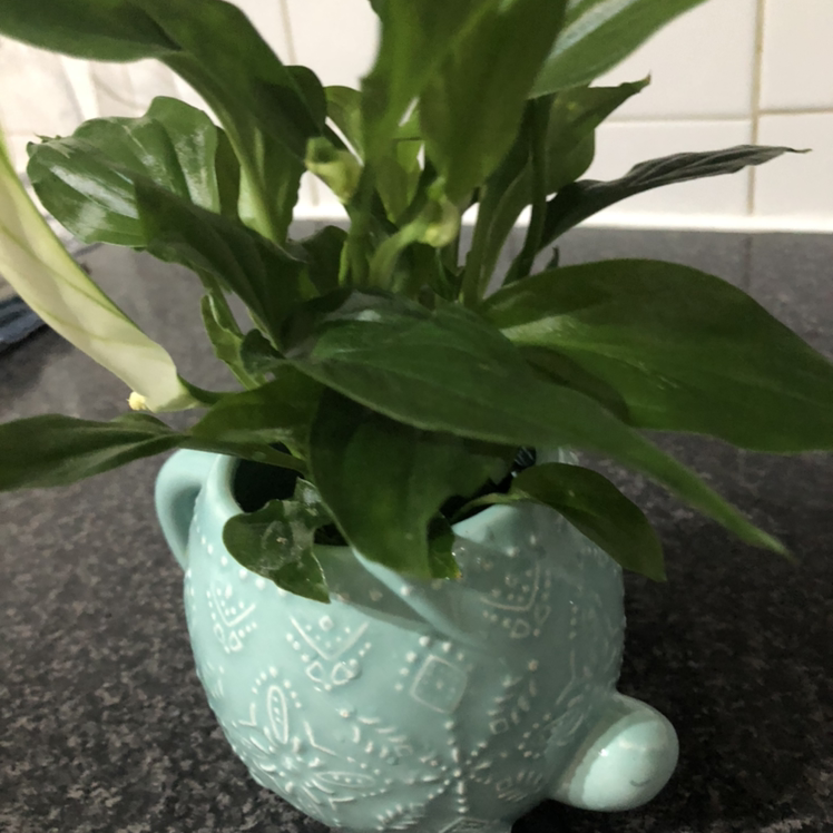 Peace Lily plant photo by @grakbeloved named butter on Greg, the plant care app.