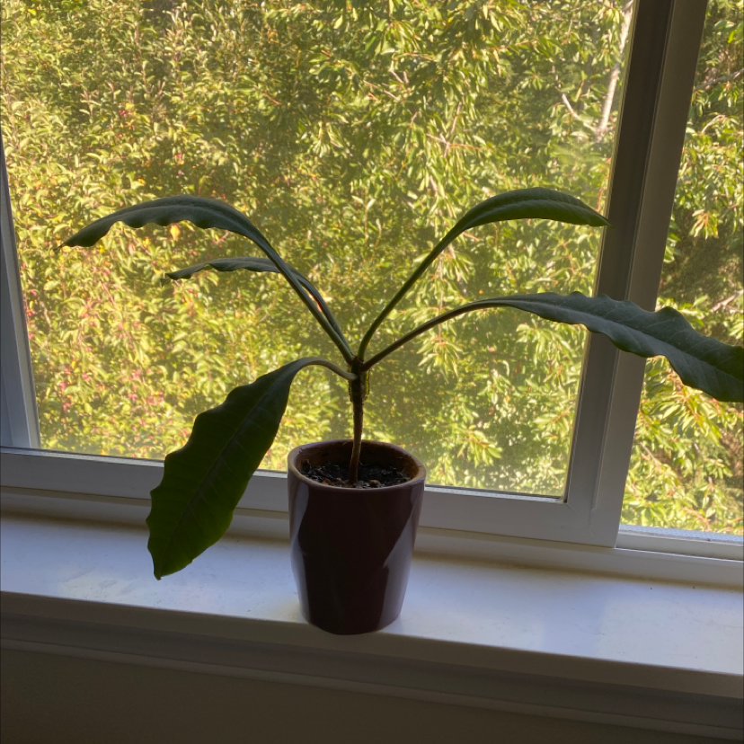 Madagascar Jewel plant on a windowsill with greenery outside the window.