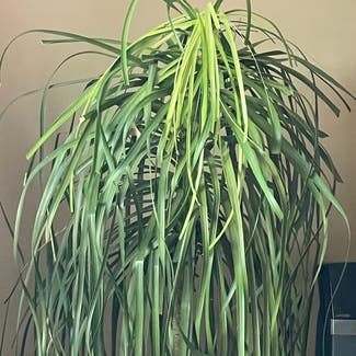 Ponytail Palm plant in Omaha, Nebraska