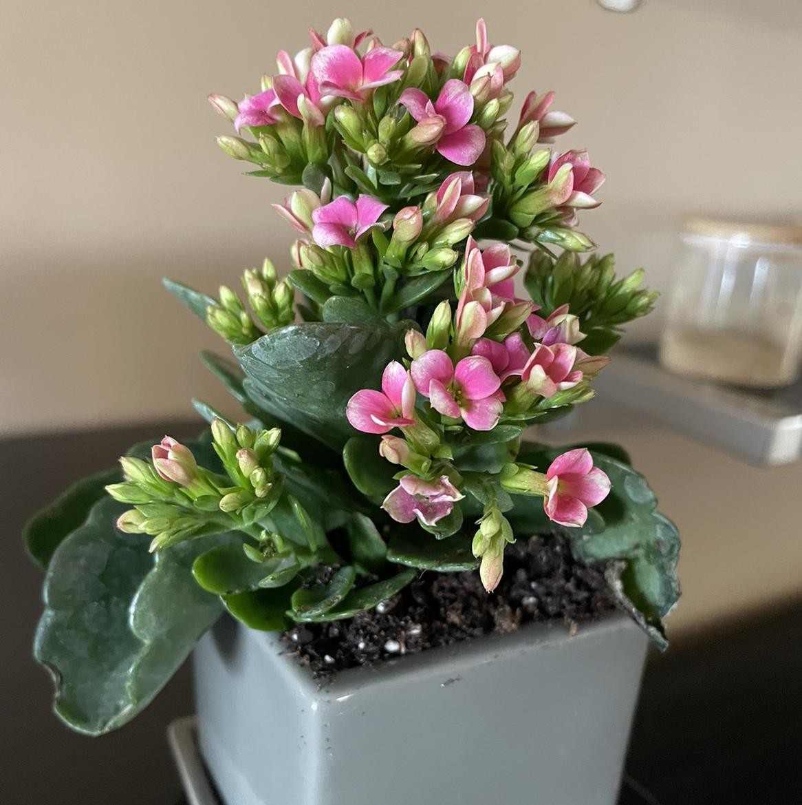 Photo of the plant species Florist Kalanchoe by @NicolesJumanji named Regina George on Greg, the plant care app