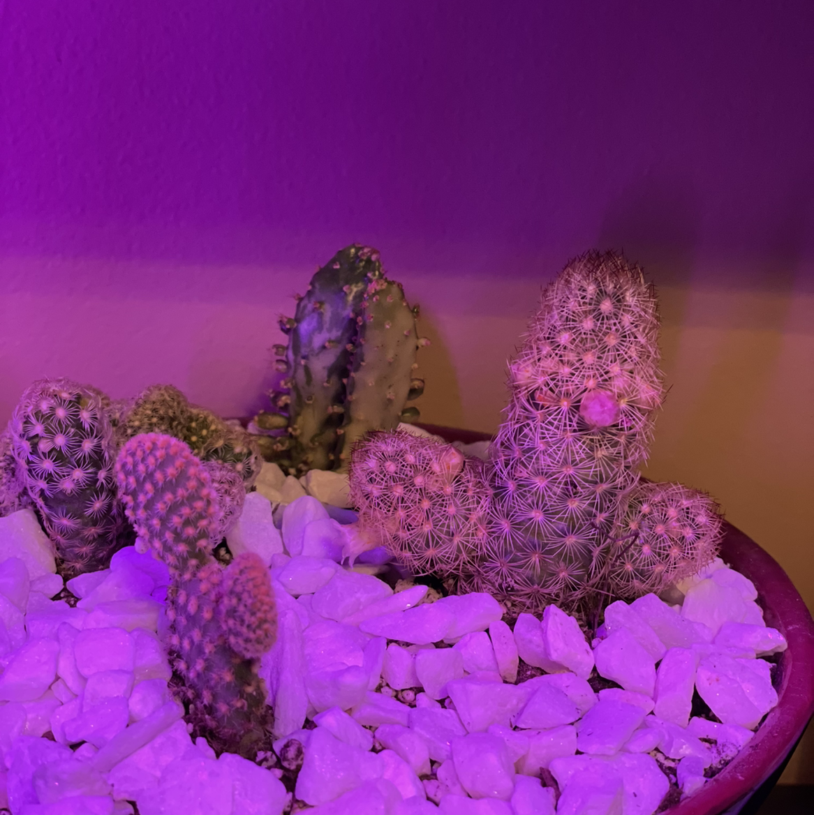 Healthy purple and green Lace Hedgehog Cactus plants potted together in a shallow container with white pebbles against a colorful gradient background.