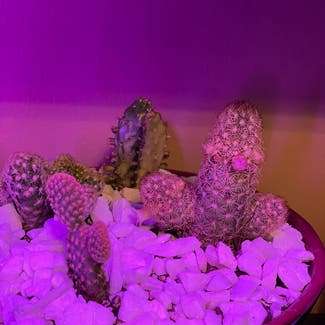 Lace Hedgehog Cactus plant in Omaha, Nebraska