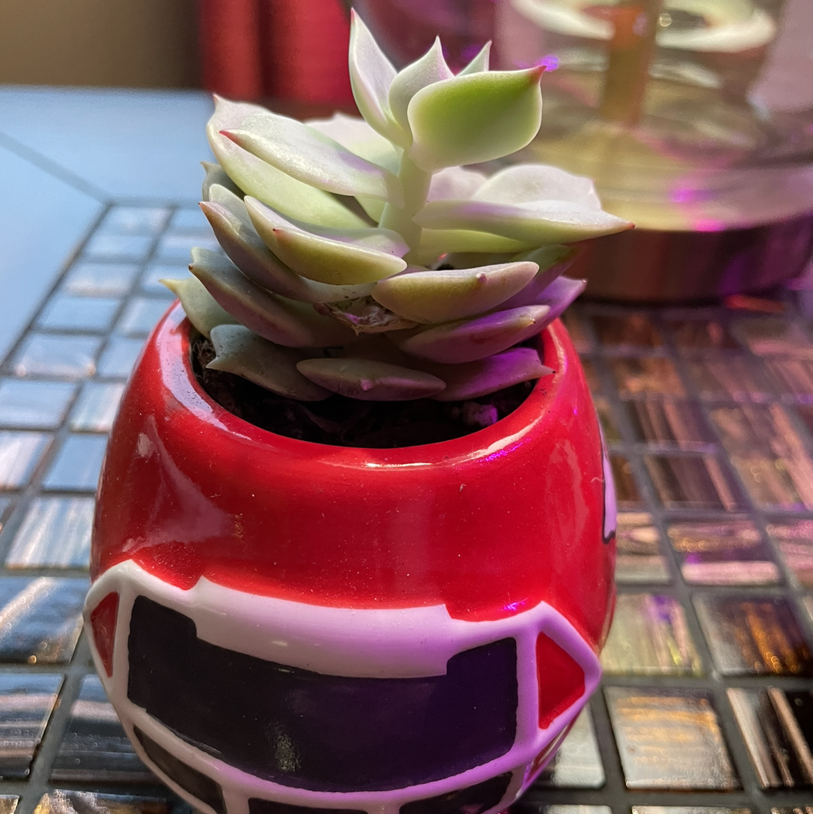 Echeveria 'Lola' succulent in a decorative red pot, healthy and well-formed.