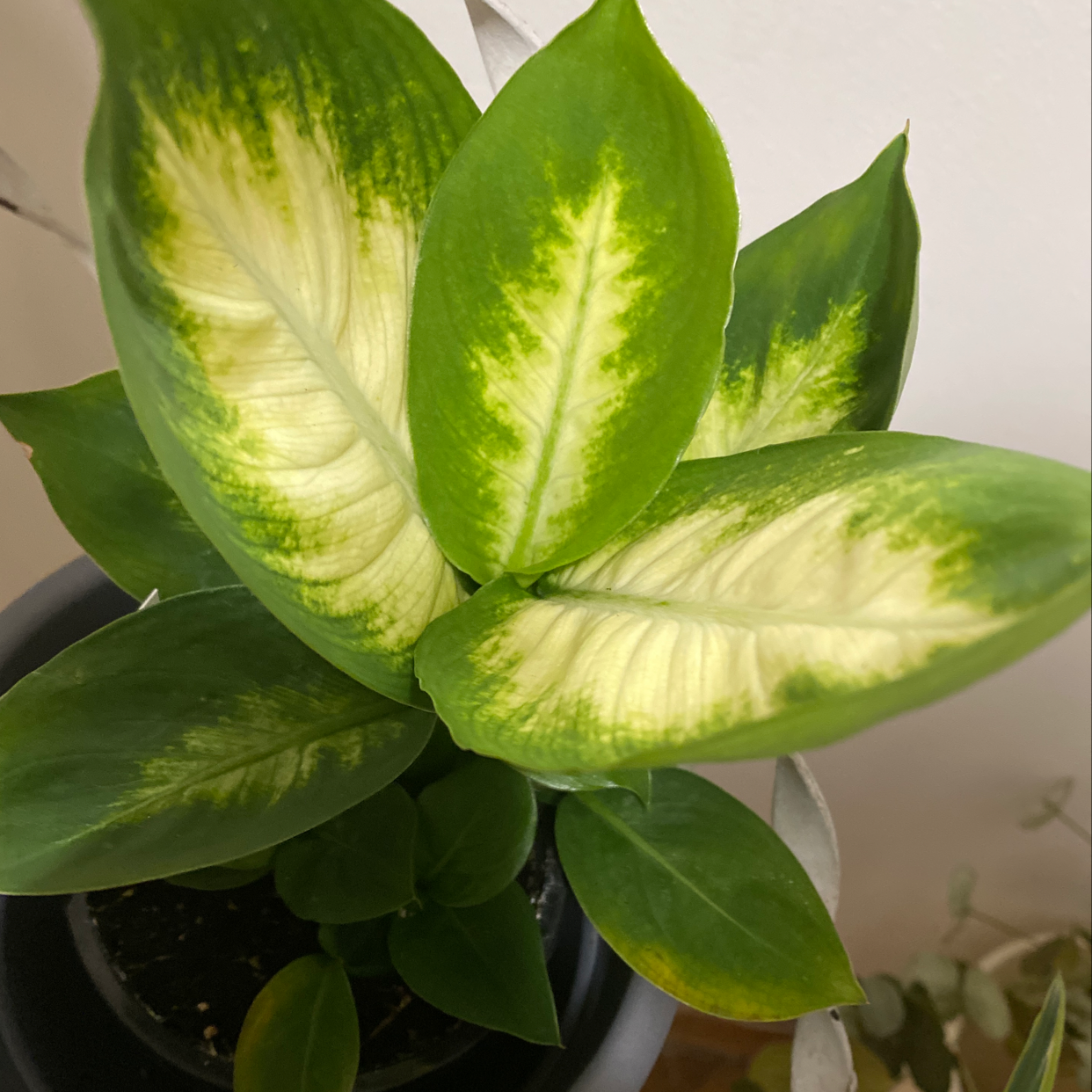 Dieffenbachia 'Compacta' plant with yellowing variegated leaves in a pot.