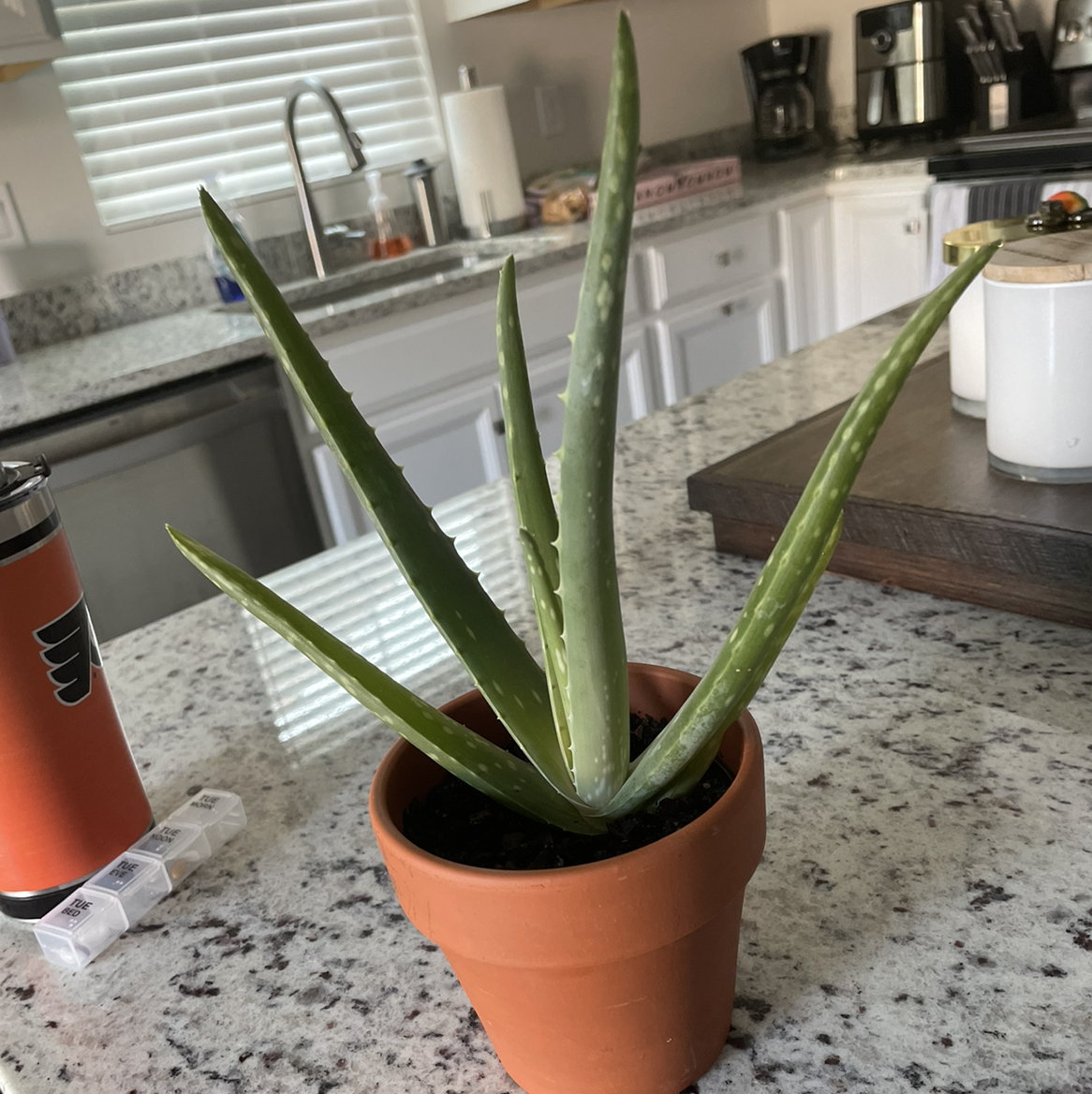 Aloe vera plant photo by Kyle named Planty Boi on Greg, the plant care app.