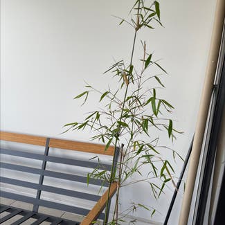 Common bamboo plant in Pagewood, New South Wales