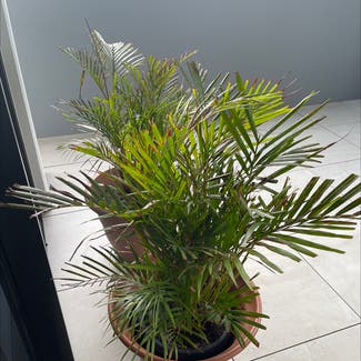 Kentia Palm plant in Pagewood, New South Wales