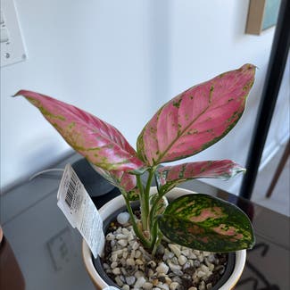 Aglaonema 'Red Valentine' plant in Pagewood, New South Wales