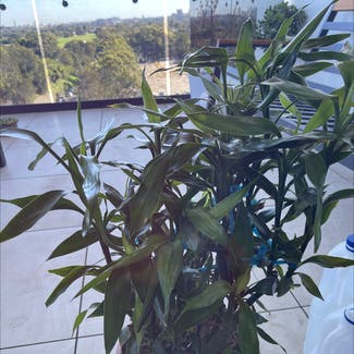 Ribbon Plant plant in Pagewood, New South Wales