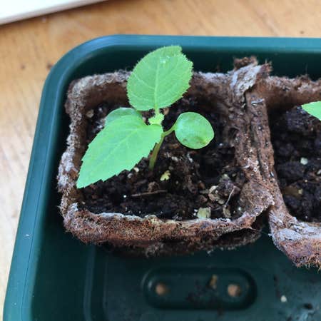 Fertilizer For Kiwi Vines - Learn About Fertilizing Kiwi Plants
