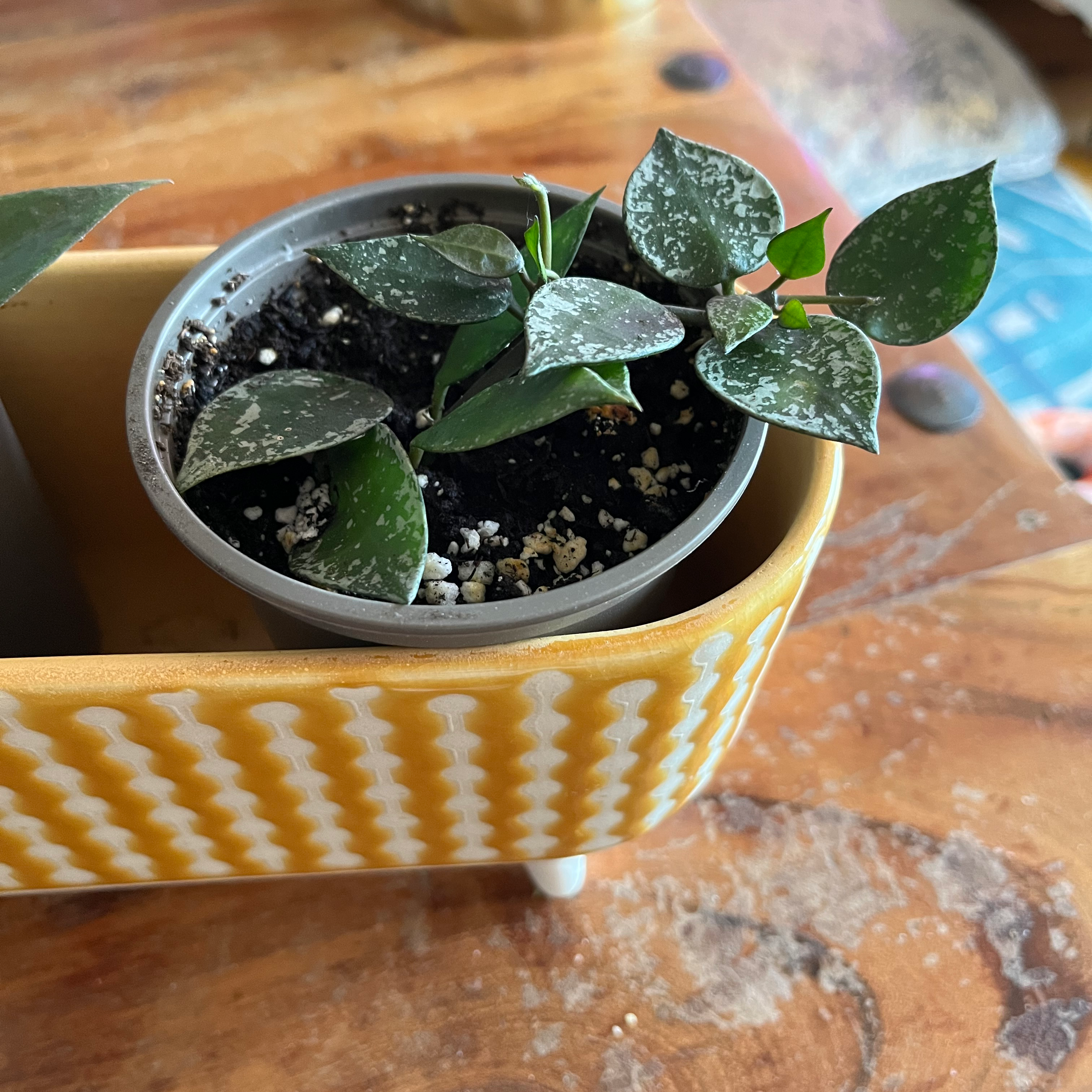 Hoya krohniana plant in a small pot with green leaves and white speckles, placed in a decorative container.