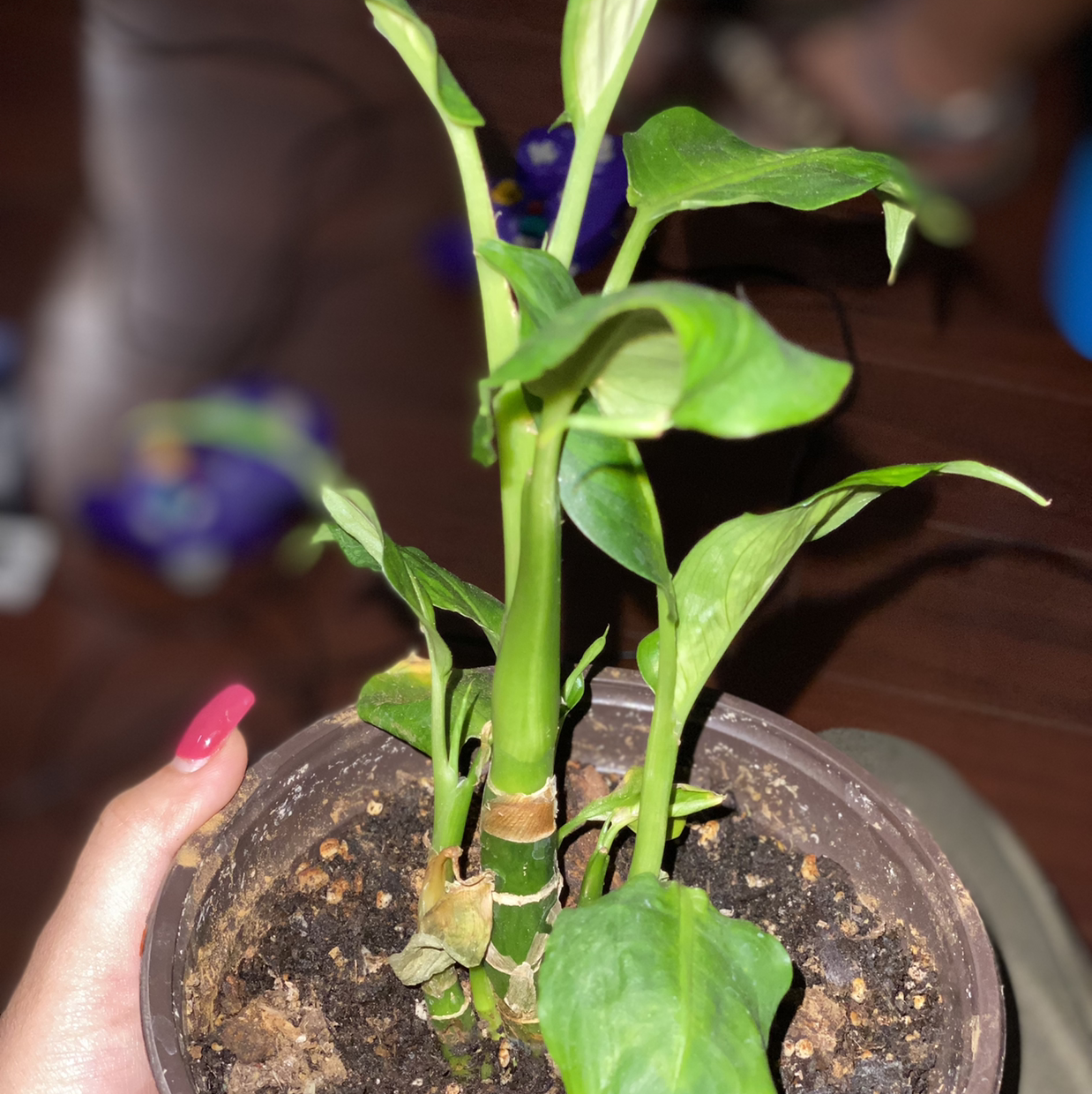 Dieffenbachia plant photo by @Buttercup named Willow on Greg, the plant care app.