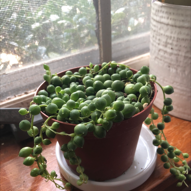 String of Pearls plant photo by @CarolJo named Irene on Greg, the plant care app.
