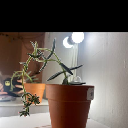Photo of the plant species Crassula Tenelli by Jacey.shay named kimchi on Greg, the plant care app