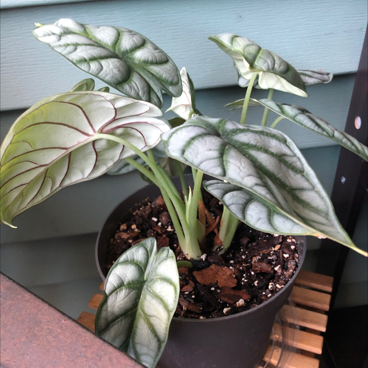 Potted Silver Dragon plant with silver and green leaves, healthy appearance.
