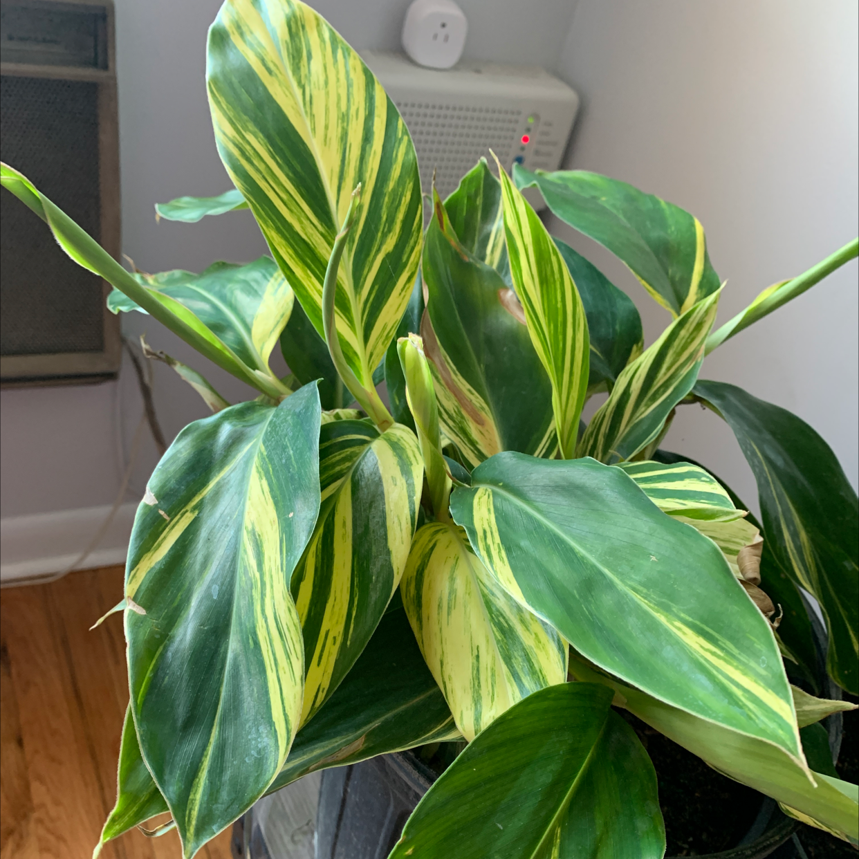 Variegated Shell Ginger plant with vibrant green and yellow-striped leaves indoors.