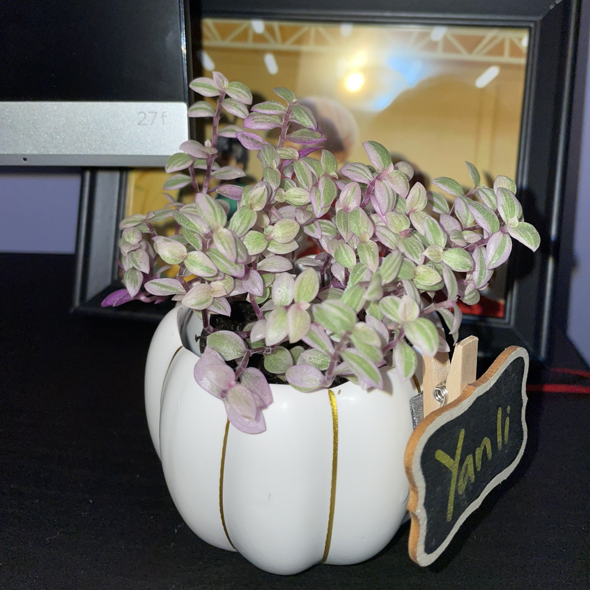 Callisia Pink Panther plant in a white pot with vibrant pink and green leaves.
