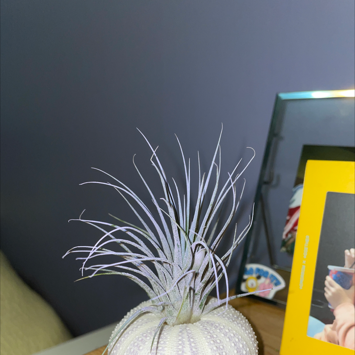 Photo of the plant species Spreading Airplant by @sasha.gaff named percy on Greg, the plant care app