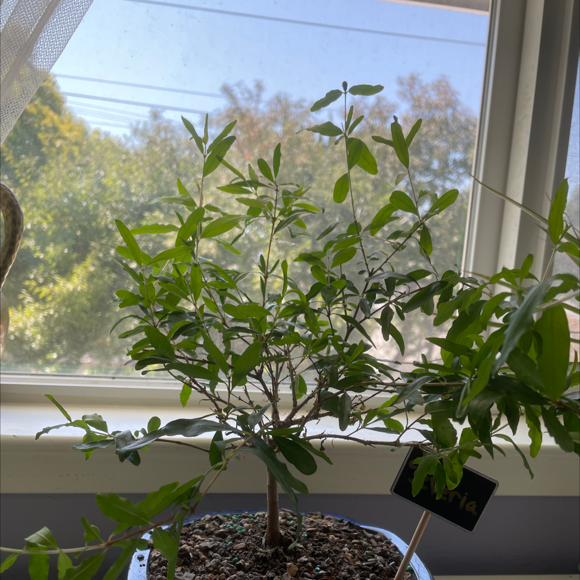 Photo of the plant species Pomegranate 'Legrelleae' by @sasha.gaff named severia on Greg, the plant care app