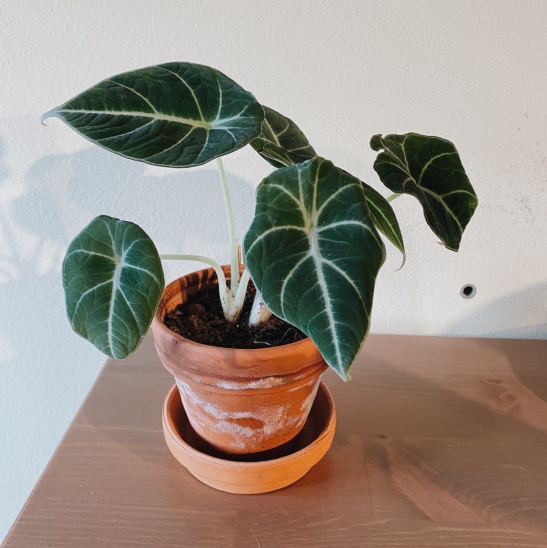 Photo of the plant species Black Velvet Alocasia by @vanillaglass named Black Velvet on Greg, the plant care app