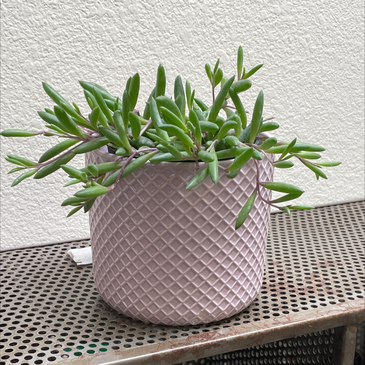 String of Pickles plant in a textured pot with elongated green leaves.