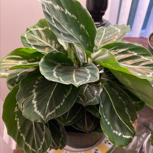 Rose Calathea plant photo by Joretta named Rolling Leaf on Greg, the plant care app.