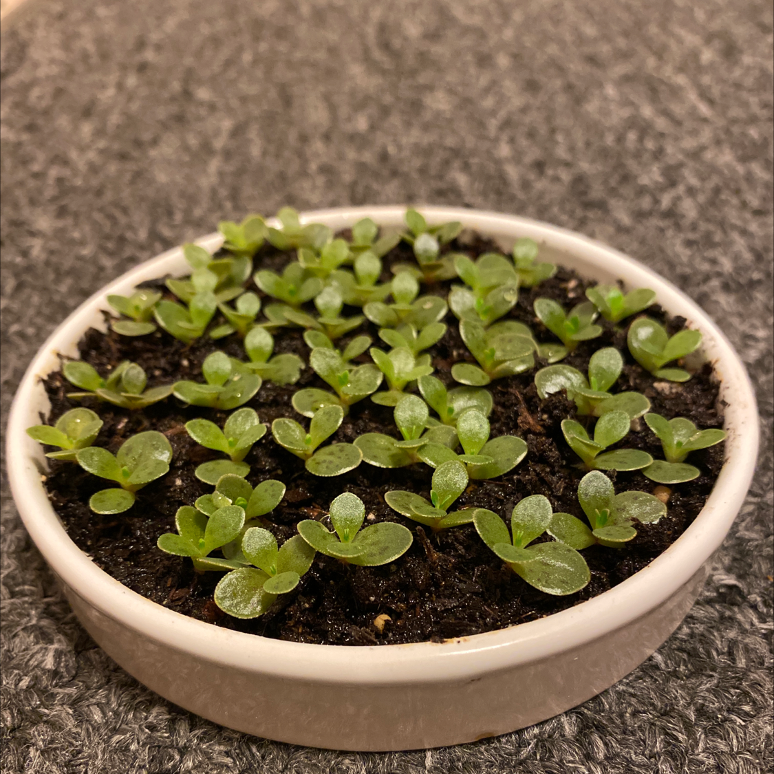 Photo of the plant species Mother of Thousands by Lindsey named Mother of Thoundsands on Greg, the plant care app