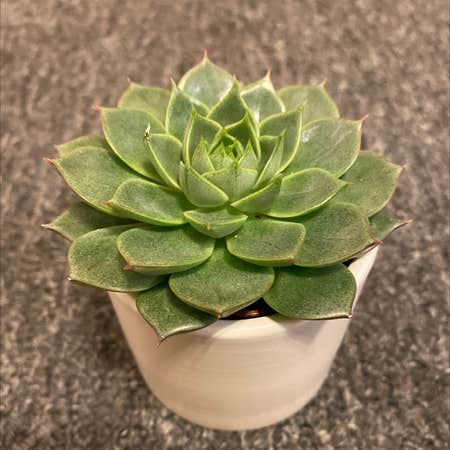 Photo of the plant species Echeveria 'Fabiola' by Lindsey named Rossie on Greg, the plant care app
