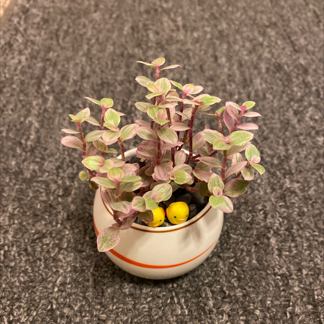Creeping Inch Plant plant photo by Lindsey named Pink Lady on Greg, the plant care app.