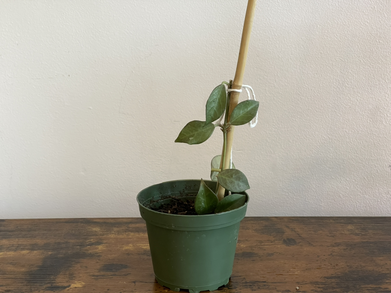 Potted Hoya 'Sunrise' plant with a few leaves on a central stem supported by a stick.