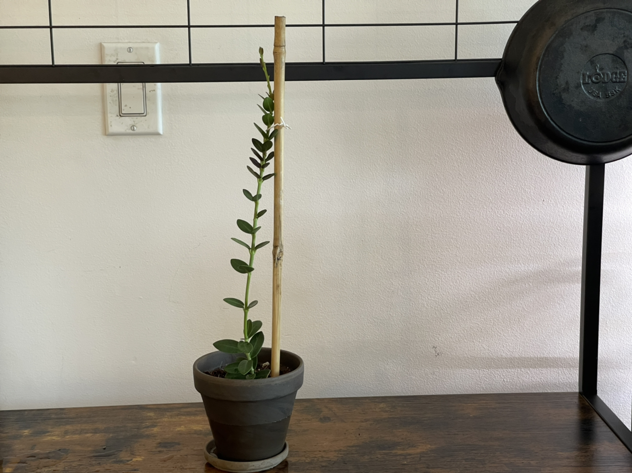 Potted Bush Hoya plant supported by a bamboo stick, placed on a wooden surface.