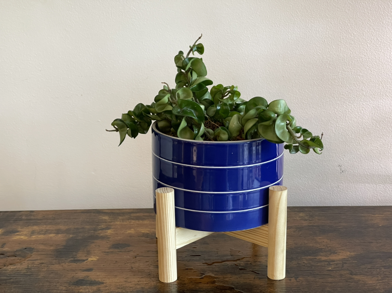 Hoya carnosa 'Compacta' plant photo by @cody named Rafael on Greg, the plant care app.