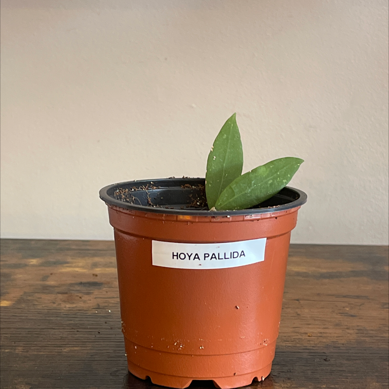 Photo of the plant species Hoya verticillata var. verticillata by @cody named Hoya Pallida on Greg, the plant care app