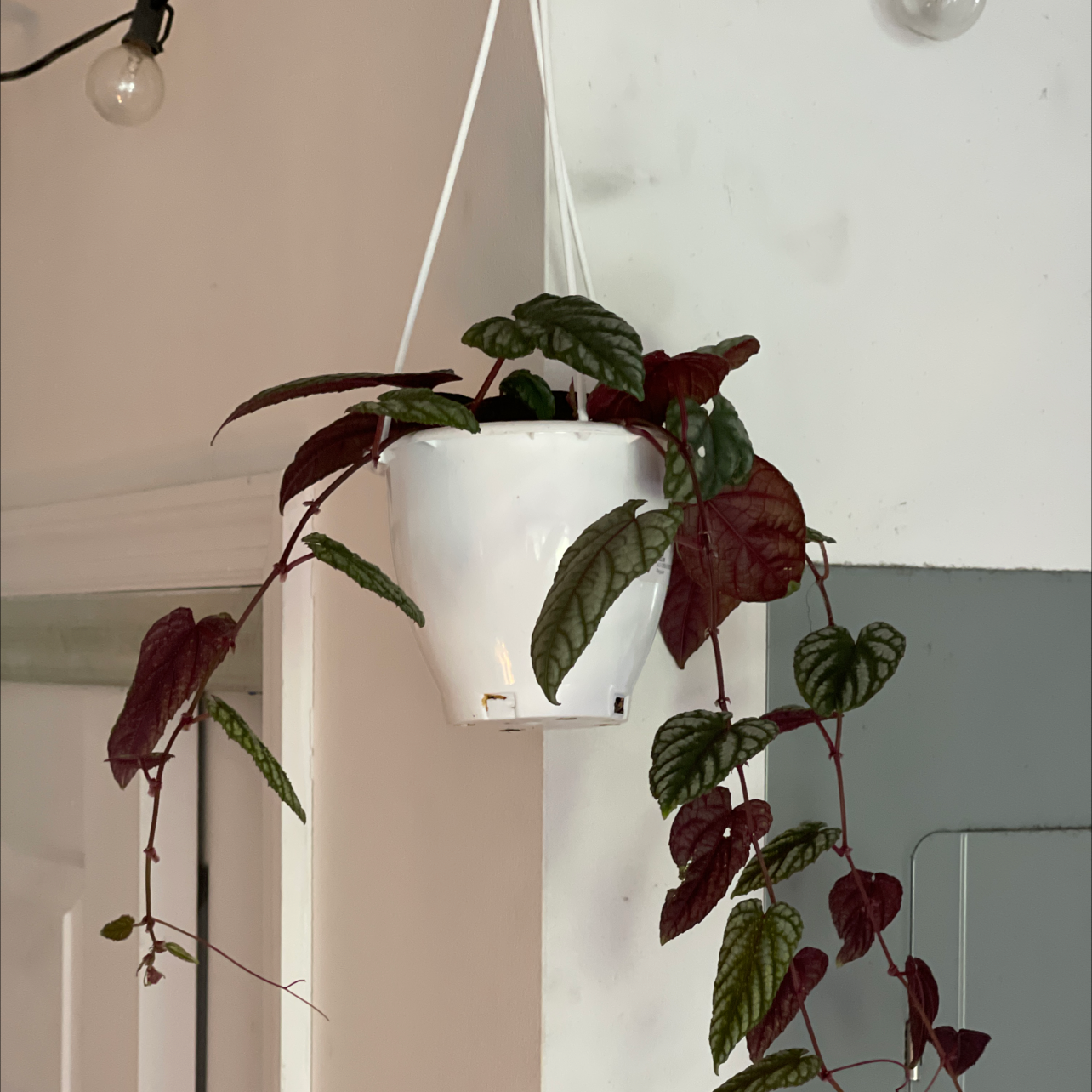 Rex Begonia Vine in a white hanging pot with dark green and reddish leaves.