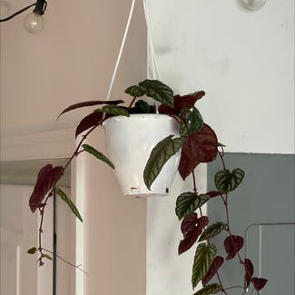 Rex Begonia Vine plant in New York, New York