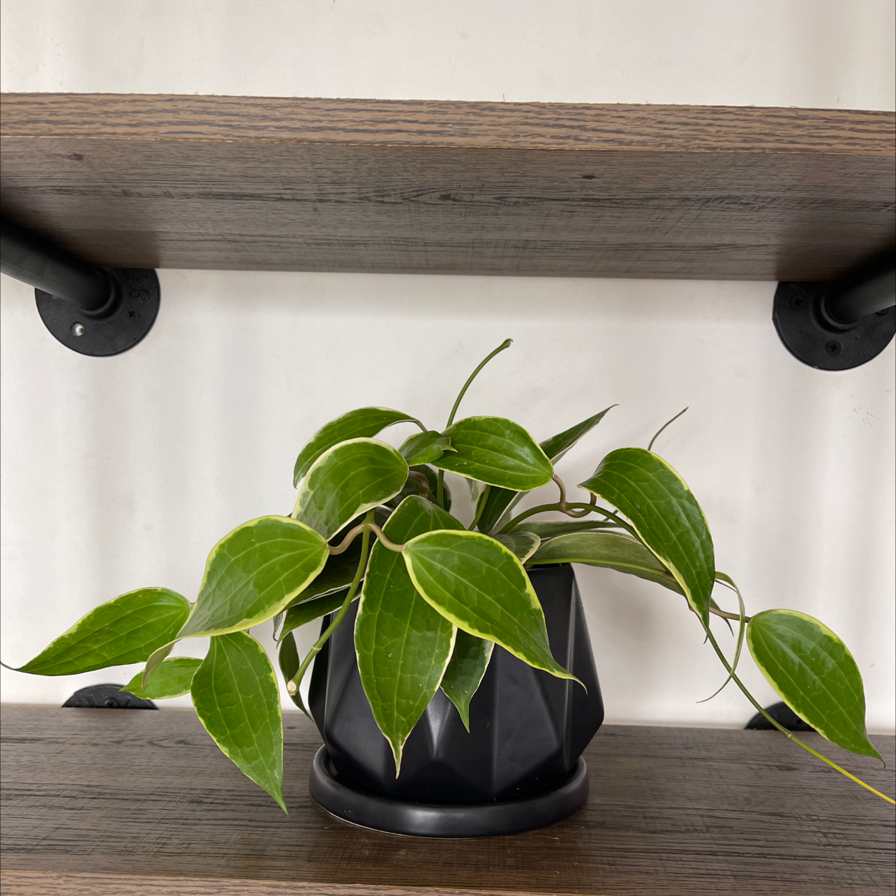 Photo of the plant species Hoya macrophylla 'Albomarginata' by @cody named Hoya on Greg, the plant care app