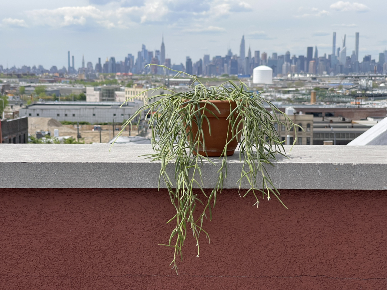 Photo of the plant species Wax Plant by @cody named Linda 2.0 on Greg, the plant care app