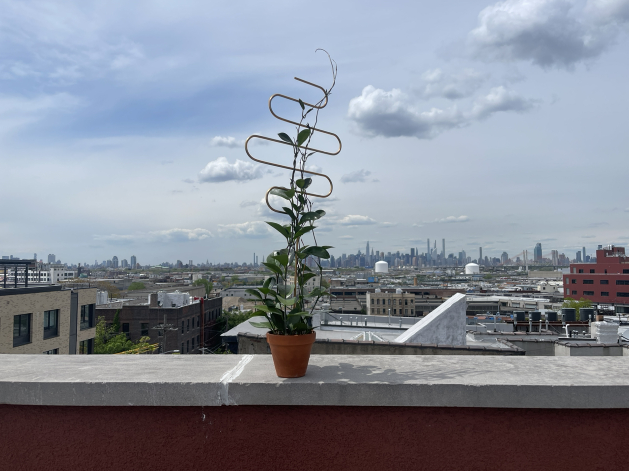 Photo of the plant species Waxvine by @cody named Austin on Greg, the plant care app