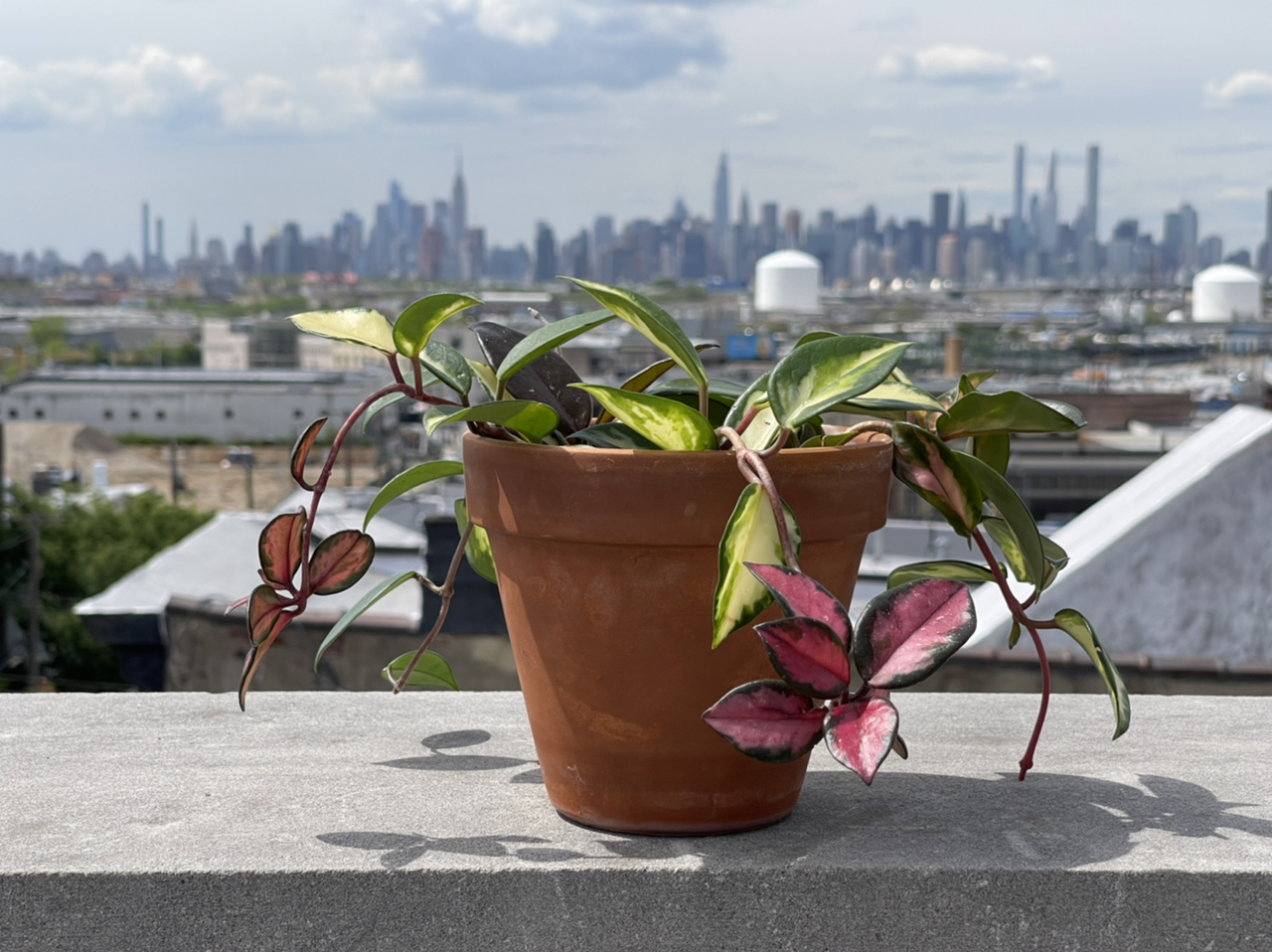 Potted Exotic Hoya plant with variegated leaves on a rooftop with an urban skyline in the background.