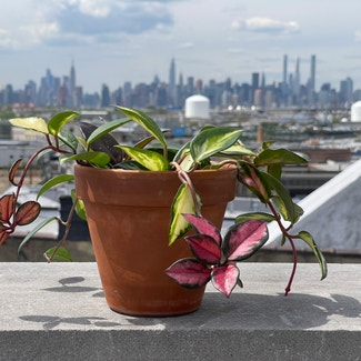Exotic Hoya plant in New York, New York