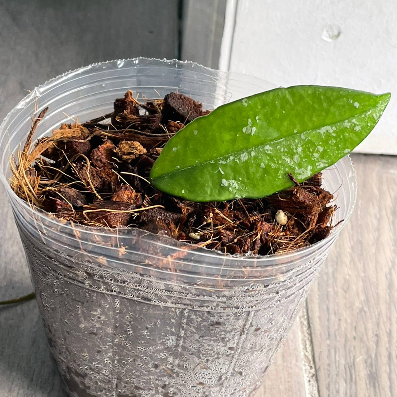 Plant care for Bat-like Stelis on Greg, the plant care app