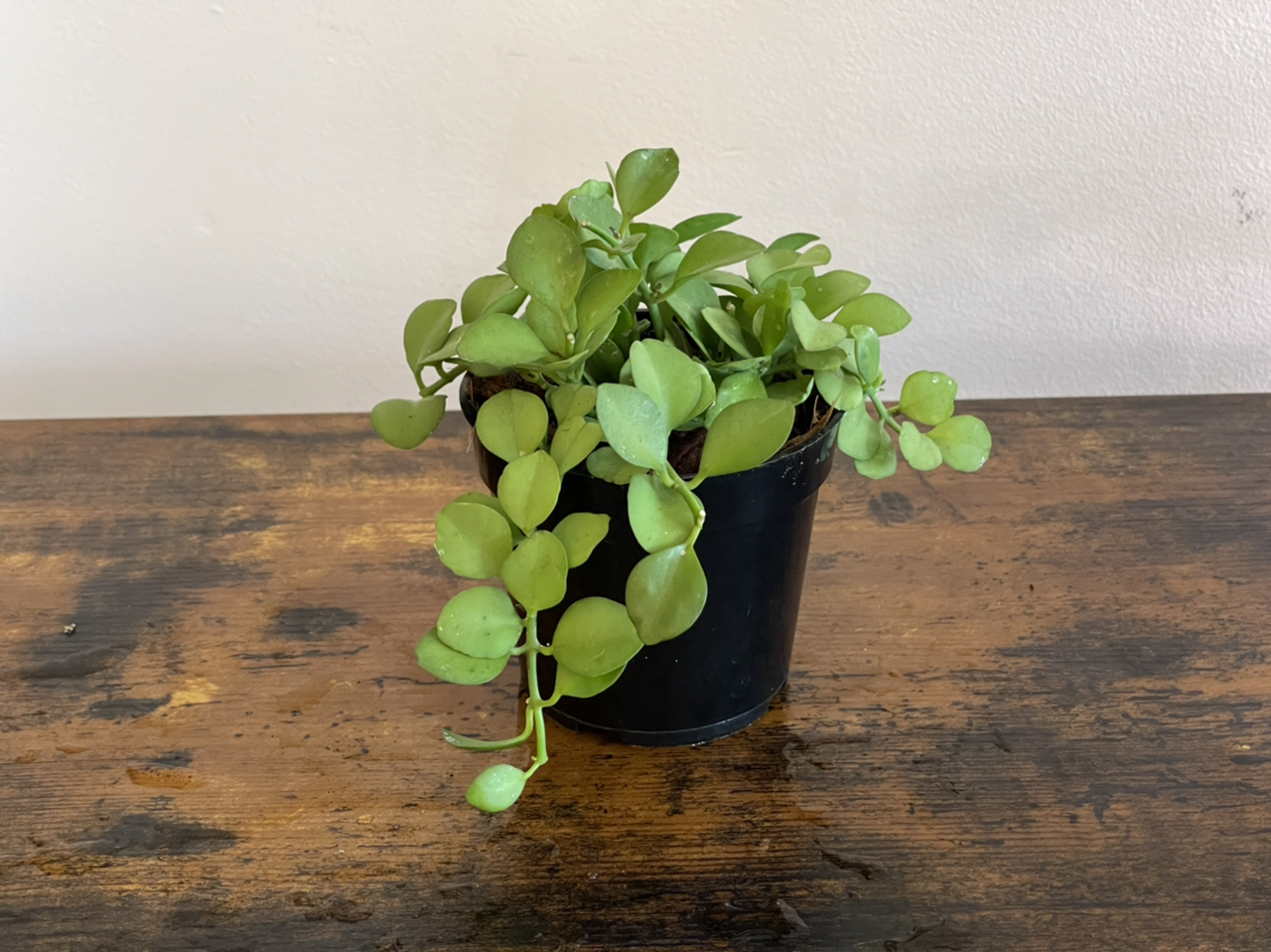 Potted Watermelon Dischidia plant with green leaves on a wooden surface.