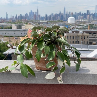 Hoya Carnosa Tricolor plant in New York, New York