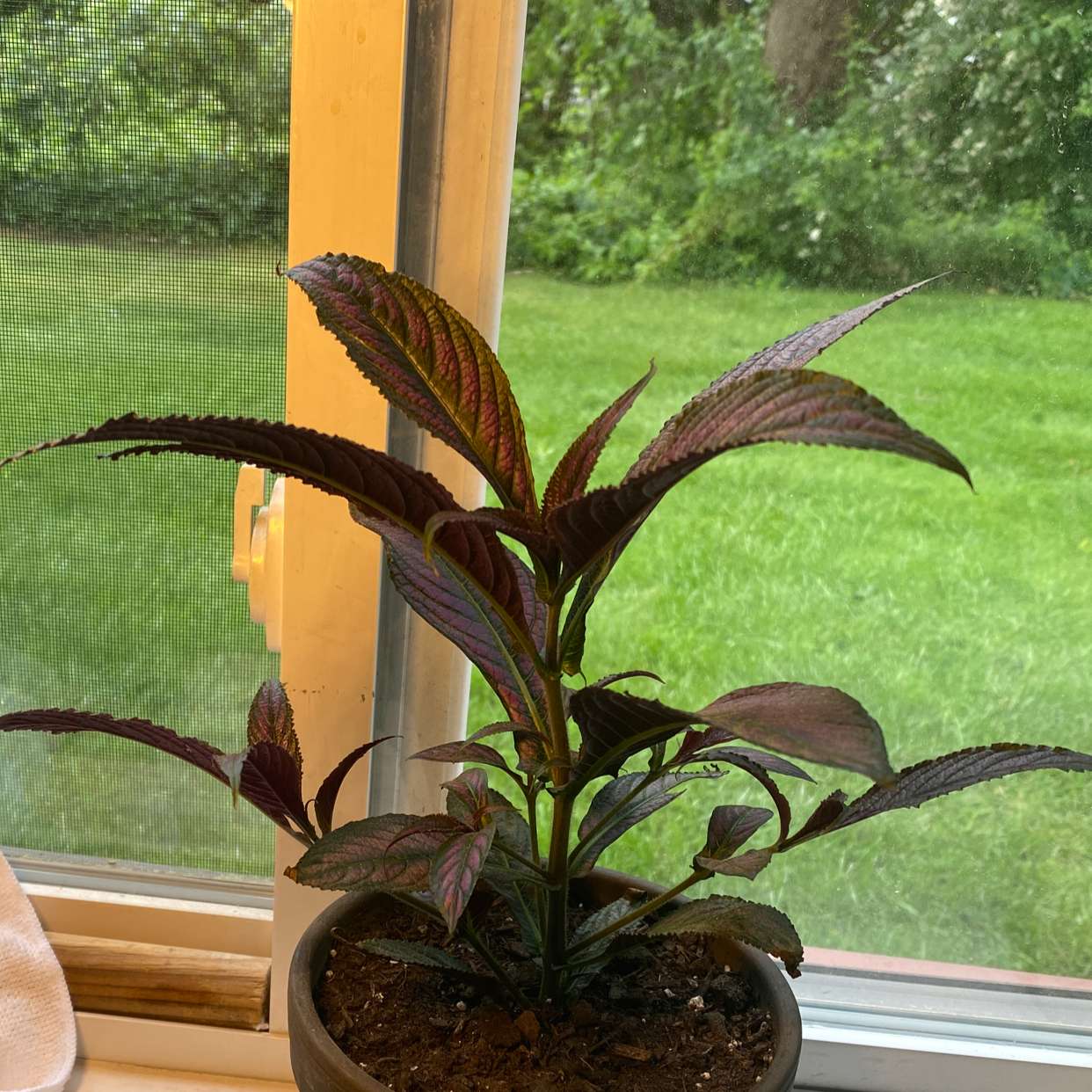 Photo of the plant species Strobilanthes dyerianus by @cody named Straub on Greg, the plant care app