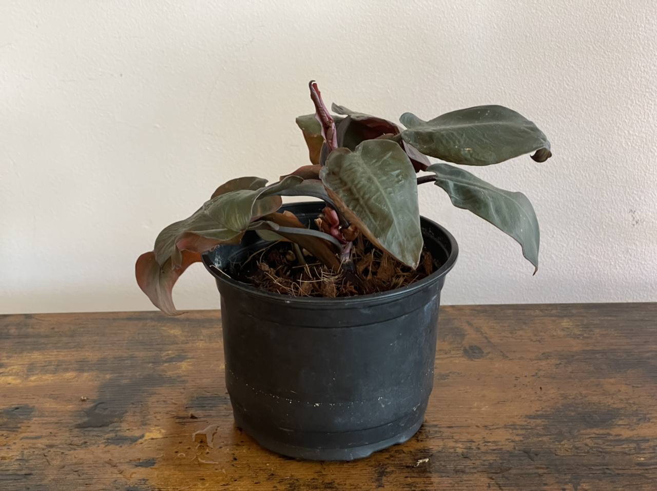 Photo of the plant species Philodendron 'Black Cardinal' by @cody named Black Cardinal on Greg, the plant care app