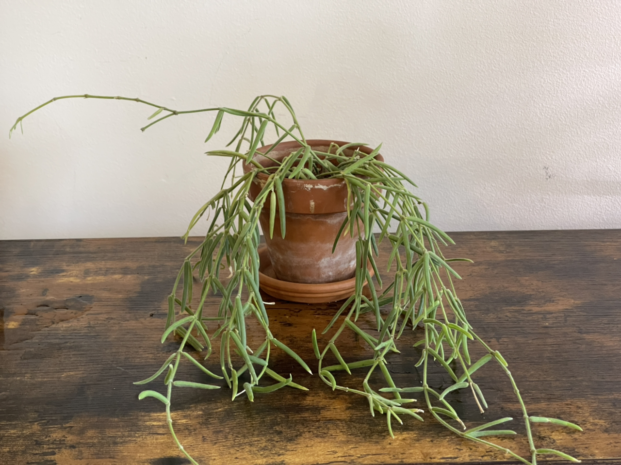 Photo of the plant species Wax Plant by @cody named Linda 3.0 on Greg, the plant care app