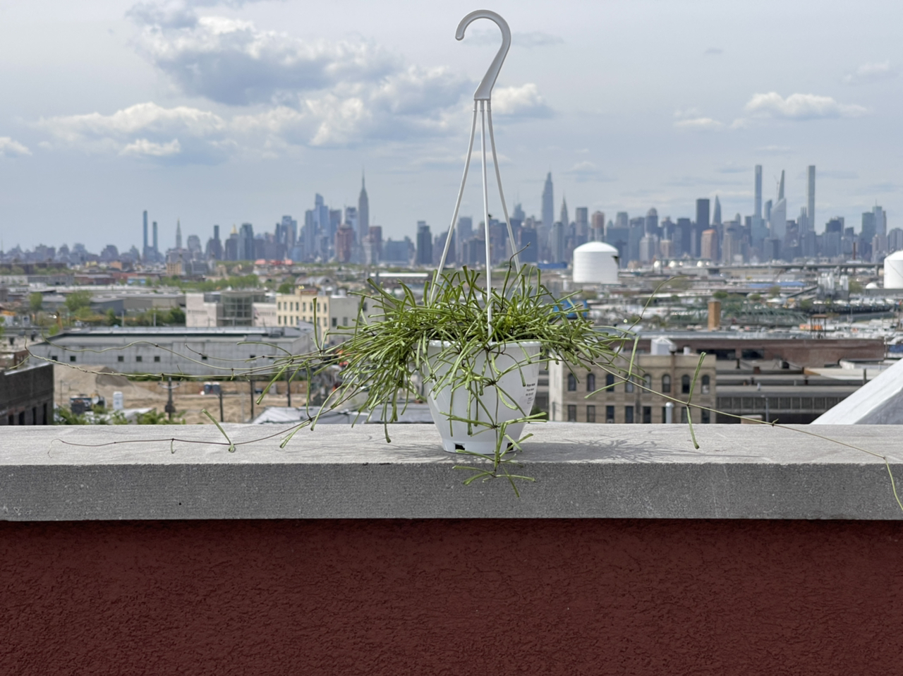 Photo of the plant species Grass-leaved Hoya by @cody named Rae on Greg, the plant care app