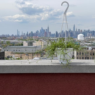 Grass-leaved Hoya plant in New York, New York
